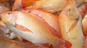 The tilapia are very forgiving and will do okay, even if the water gets a little cloudy and murky. However, there are some places it is illegal to have tilapia.