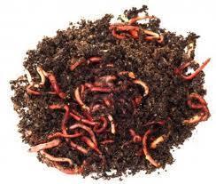 Red Worms Red Worms Worms are often added to aquaponics systems as a way to help break up those large chunks of fish poop into smaller bits that will help feed the plants.