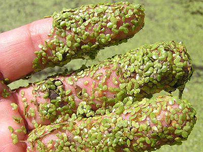 Duckweed is plentiful and it will continue to reproduce as long as you let it. It makes an excellent food for livestock, pigs, ducks and chickens.