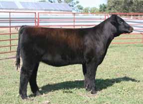 Every one of her heifers have been features in their sale with the exception of one they have retained for a cow, she herself raised a $6000 bull calf that sold in Denver last year.