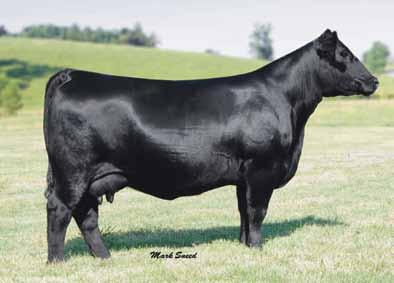 This is the first opportunity to purchase genetics from the $10,000 valued 507M donor we selected out of the Schrick Land and Cattle sale.
