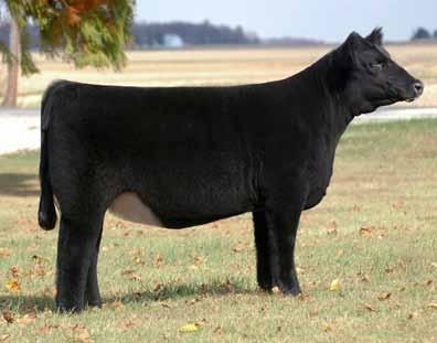 2 A real bred standout, powerful in her rib, bold sprung with a great look from the side.