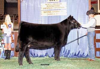 9 Sale special Here s a chance to Double Up on quality with a female that is flush quality and carrying an embryo that is a full sib to the 2005 National Champion Chiangus Female and the $100,000 RDD