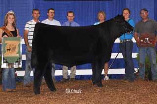 Both were named Grand Champion Chiangus females at the AJCA Jr National, both have been popular champion Chi females at regional shows.