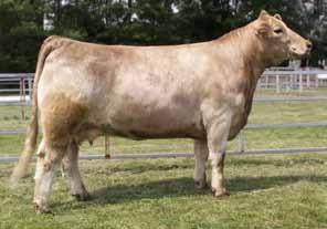 She is the dam of WCC Gunsmoke, the Two-Time National Champion Bull and a popular Chi Heifer Calf Champion from this summer s AJCA Jr Chi show in Springfield, that was high seller and crowd favorited