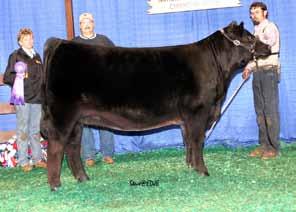 Her mating to Monopoly will be a sure fire knock em out of the park home run. Her matting to Prestige will result in full sib s to the Champion Chi heifer callf from Jr Nationals.