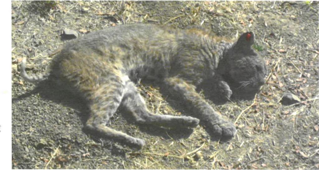 92% of bobcats in 5 Southern California counties