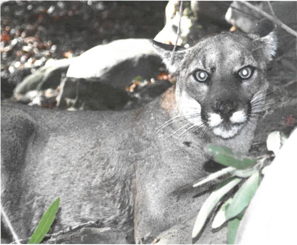 Simi Valley Mountain Lions P3 & P4 Young female cougar, P4, died in late 2004, within two weeks of P3,