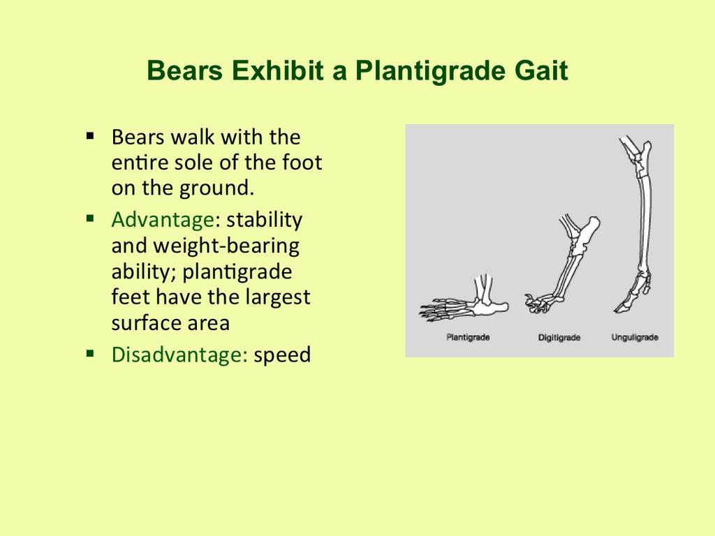 Bears have a plantigrade gait; they walk on the sole of their foot with the heel touching the ground.