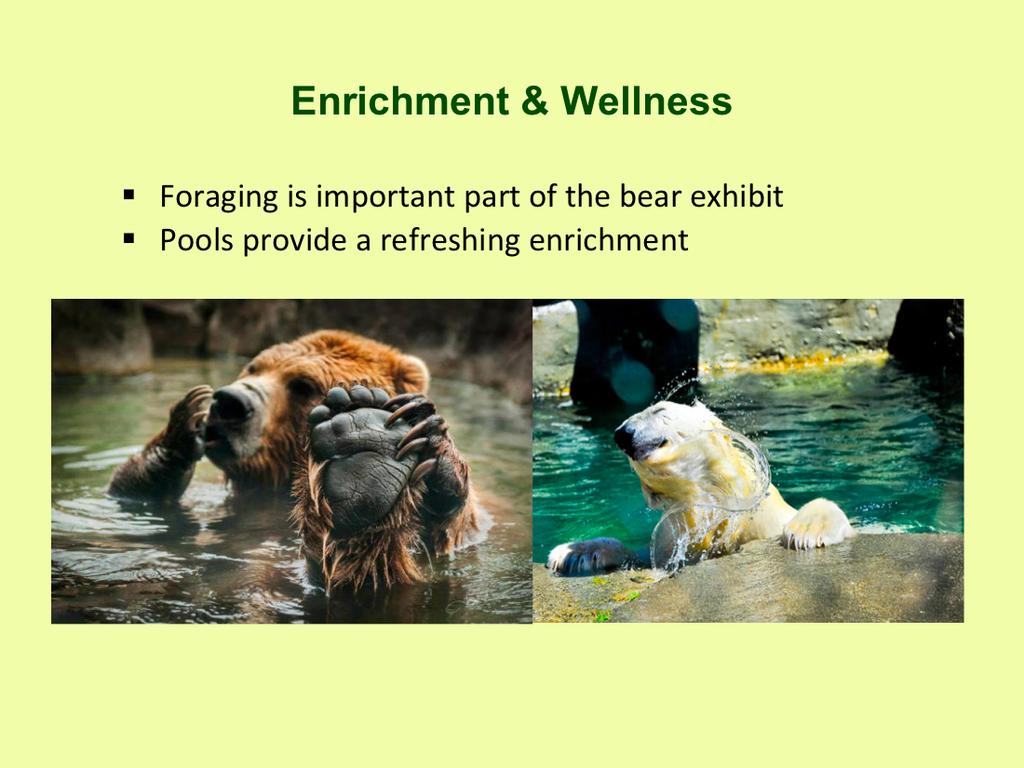 The bears are given a variety of enrichment. Providing ice gives the bears the ability to explore different temperatures and textures.