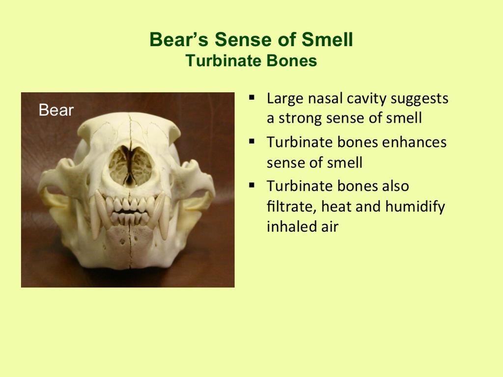 The relative size of the nasal passage on a skull is an indication of the animal s sense of smell. Bears hunt by scent and their long noses contain millions of scent receptors.
