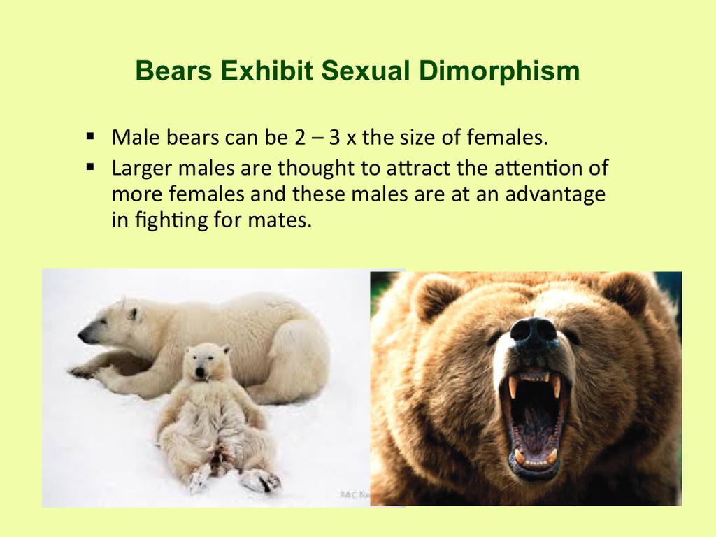 Most bears exhibit sexual dimorphism, with males reaching an average size roughly 2 times larger than females. Polar bears are the largest of the terrestrial carnivores.