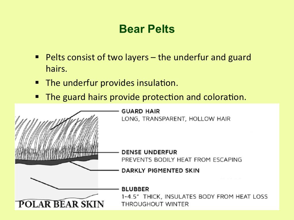 Mammals characteristically have two layers of hair forming the pelage (fur).