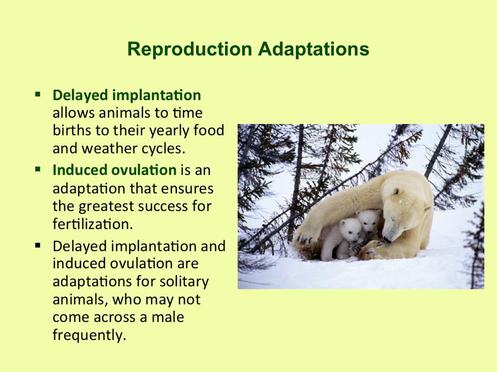 Polar and grizzly bears exhibit delayed implantation, which is when the embryo does not immediately implant in the uterus, but it is maintained in a state or dormancy.