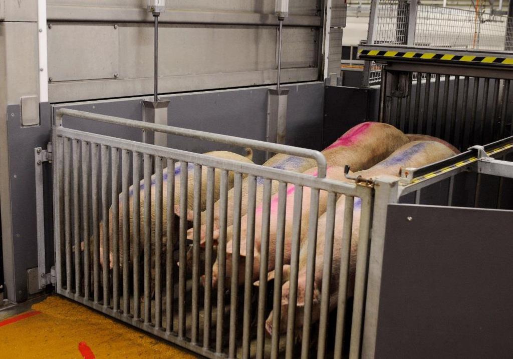 CO2 stunning Allows the group-based principle Avoid restraining of pigs Improve meat