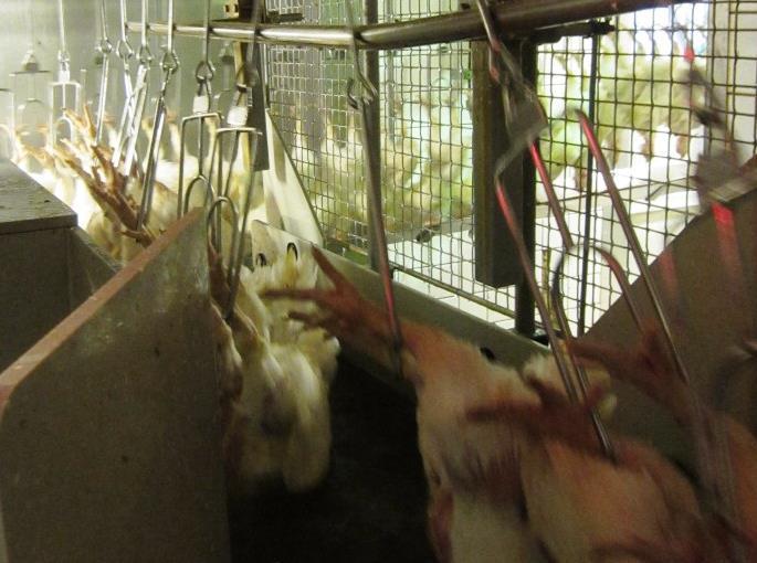 Stunning methods Commonly used stunning methods at commercial chicken slaughterhouses Electrical stunning in water bath Controlled Atmosphere