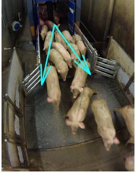 Monitoring motion of pigs Vision for animal welfare Movement analysis can give information