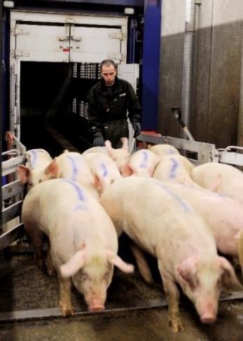 From farm to slaughterhouse Pigs in smaller groups (15) Groups only mixed once when loaded on the transport vehicle Uniform delivery at the abattoir Little mixing of pigs Low incidence of