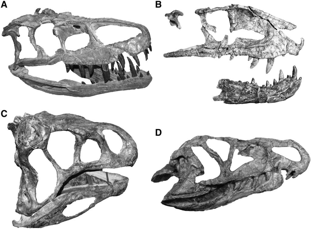 S.L. Brusatte et al. / Earth-Science Reviews 101 (2010) 68 100 87 Fig. 7. A montage of crurotarsan (crocodile-line) archosaurs convergent on the earliest dinosaurs.