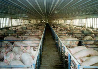 , 2007) Belgium (MedVetTask Force, 2007) 44% of the pigs were MRSA