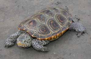 Turtles are also important ecologically. They occupy a central node in food webs.