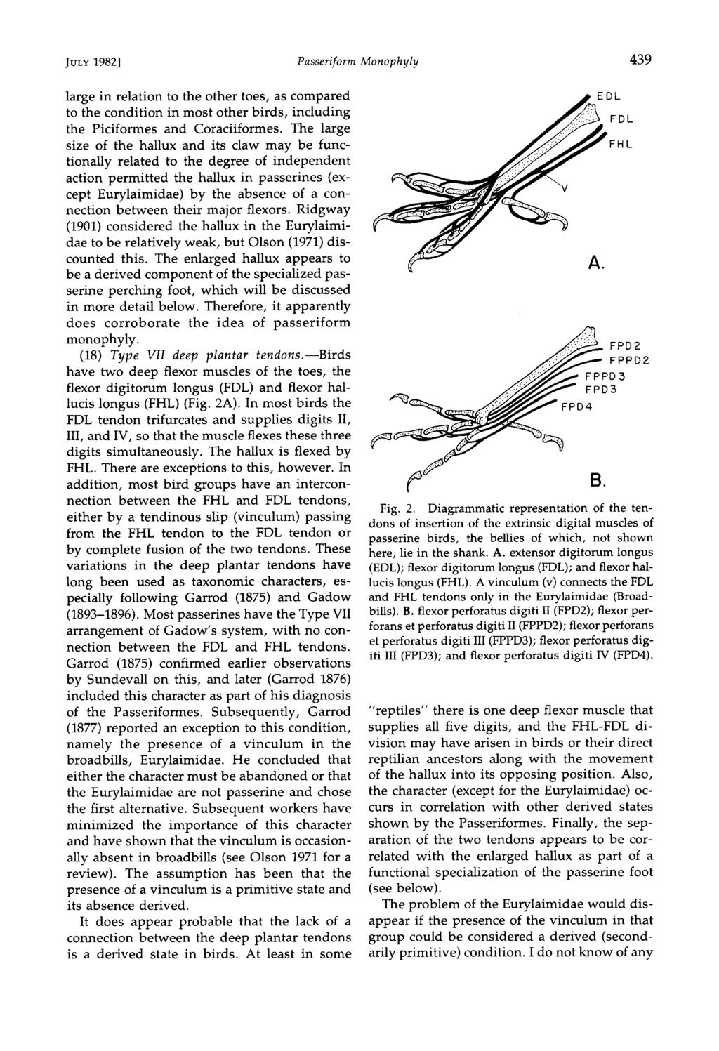 JULY 1982] Passeriform Monophyly 439 large in relation to the other toes, as compared to the condition in most other birds, including the Piciformes and Coraciiformes.