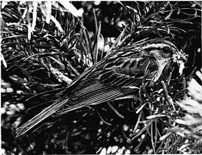 PLATE 4 ADULT CHIPPING SPARROW, JULY