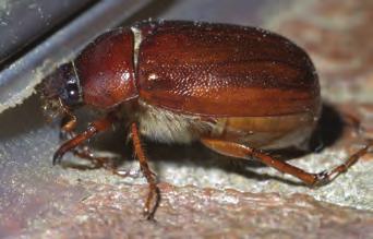 that male cicadas produce sound using special organs on their abdomen?