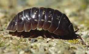 Once the eggs hatch, the young pill bugs will remain in the pouch for up to two months after hatching. Young pill bugs look like or resemble the adults but are smaller.