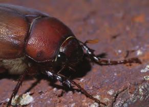 Pill Bugs Last, but not least we have the last critter on the list, pill bugs or roly-polies.