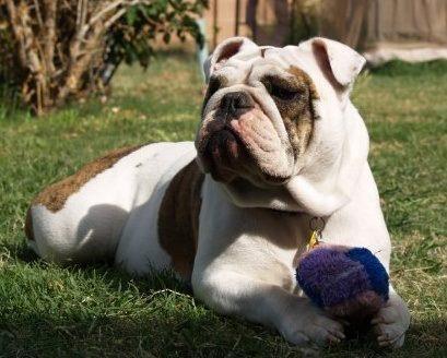 But that all changed in 2004, when I got my first bulldog, Buster Jr., (no relation to the first Buster) as a gift from my sister and brother-in-law.
