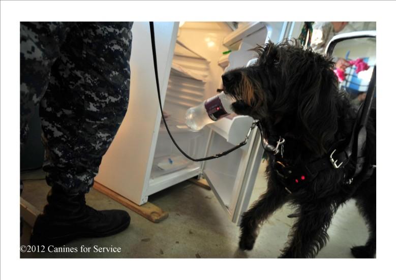 Canines for Veterans, previously Carolina Canines, is a national program which provides veterans with disabilities quality trained service dogs.