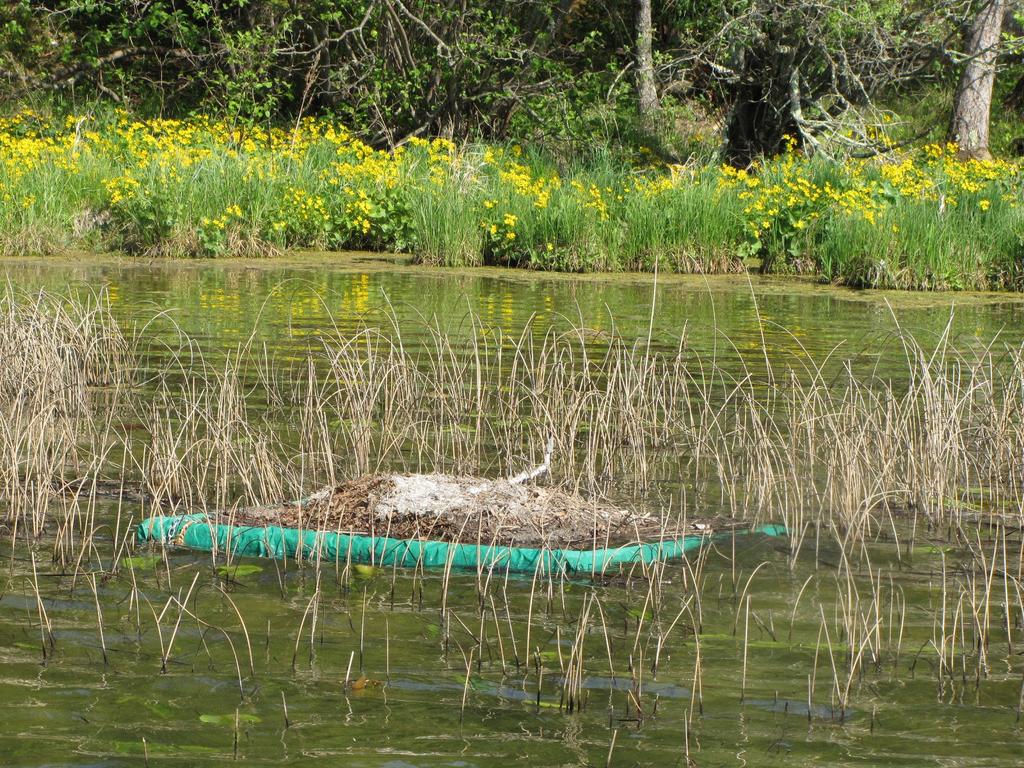 It often provides us with a better view of a nesting loon, a wonderful sight. And, when the loon isn't using the nest, it becomes a sun deck for turtles!