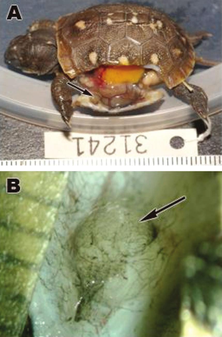 TRAUTH AND PLUMMER Rathke s Glands in Hatchlings of Two Species of North American Box Turtles 269 histologic techniques were used to prepare tissues for light microscopy (LM); paraffin embedding