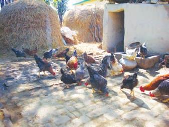 Annual Report 2012-13 2.1.1.4 Evaluation of crosses developed for rural poultry a.