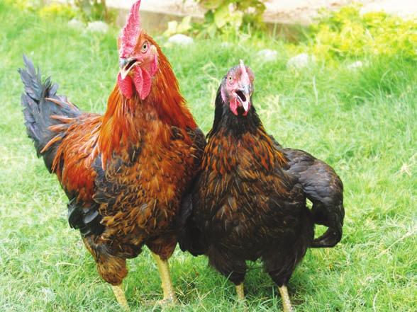 Project Directorate on Poultry Table 9. Heritability estimates in male line for egg type rural poultry Parameter h 2 S h 2 D h 2 S+D Body wt (g) Day old 0.10 ±0.11 0.19 ±0.09 0.15±0.11 2 wks 0.26 ±0.