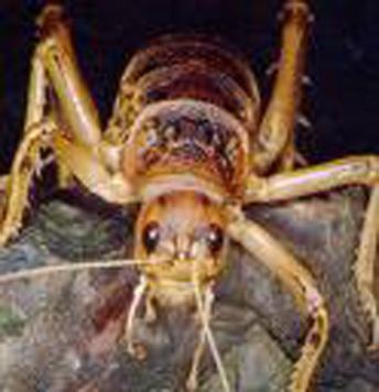 In cave Weta three of the four pads on the