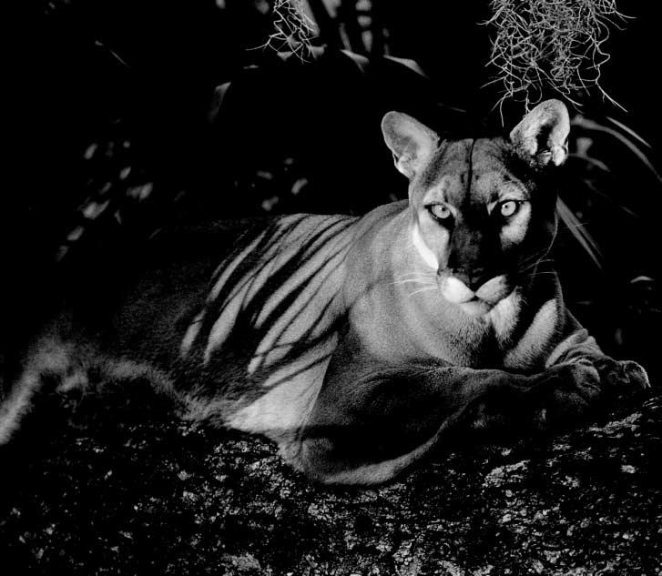 FLORIDA PANTHER Without aggressive measures
