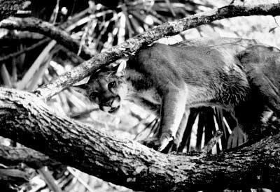 Recovery Plan Basics Recommendations: Wildlife agencies should identify remaining panther habitat in southwestern Florida.