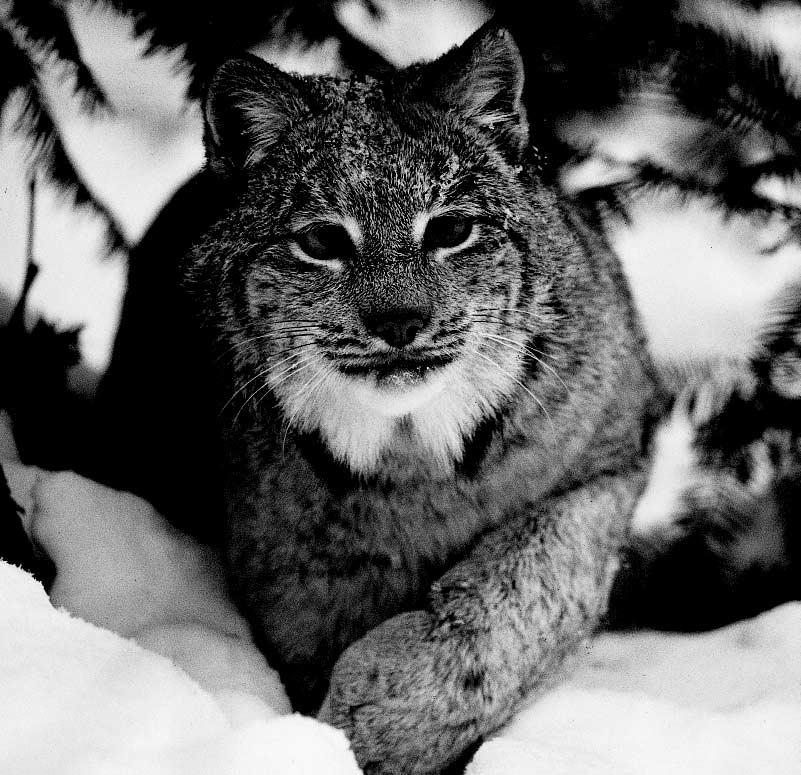 CANADA LYNX Biologists release a