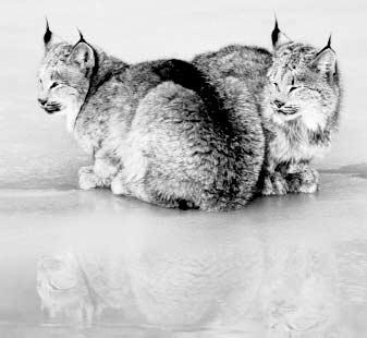 Missing Lynx Scientists still have many questions about the historic and current status of Canada lynx throughout the lower 48 U.S. states.