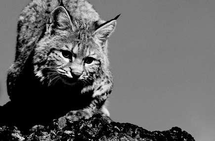Bobcats: Cause for Concern? Bobcats (Lynx rufus), the southern cousins of Canada lynx, occur in greater numbers today than other North American cats.