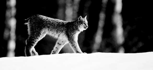Protecting Lynx Across International Borders Many wide-ranging species inhabit the forests of the northern U.S. and southern Canada, including the Canada lynx.