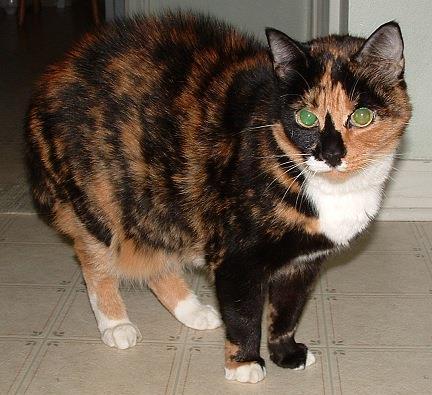 The heterozygous condition (B B) results in a color known as calico (calico is a coat pattern that is mottled in tones of black, orange, and white) in females.