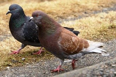 Single Trait Problems (Monohybrid Crosses) Solving Genetics Problems Page 3 Red pigeon is in front of the more commonly-colored brown pigeon. Photo source: naturetales.blogspot.