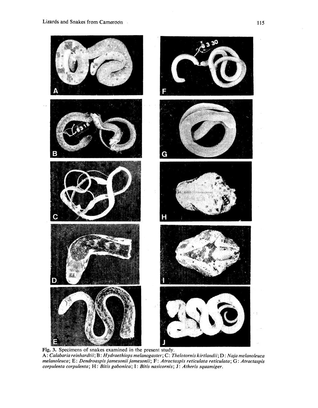Lizards. and Snakes from Camerdon - 115 Fig. 3. Specimens of snakes examined in the present study.