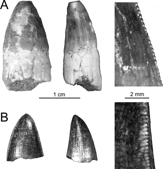 SERTICH AND O CONNOR CRETACEOUS CROCODYLIFORM FROM TANZANIA 585 striations radiate laterally over the posterior surface of the paroccipital process along its lateral margin (Fig. 3B).