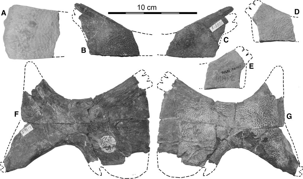 VITEK AND DANILOV CRETACEOUS TRIONYCHIDS FROM ASIA 391 FIGURE 7. Trionyx kansaiensis specimens from Shakh-Shakh. A, ZIN PH 190/10, partial costal?3 or?