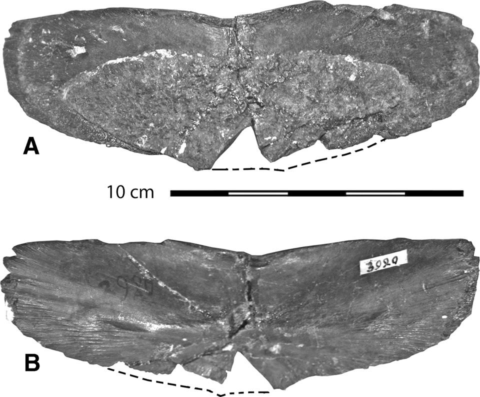 392 JOURNAL OF VERTEBRATE PALEONTOLOGY, VOL. 30, NO. 2, 2010 Campanian Maastrichtian of North America, is now recognized in the Santonian early Campanian of Asia.