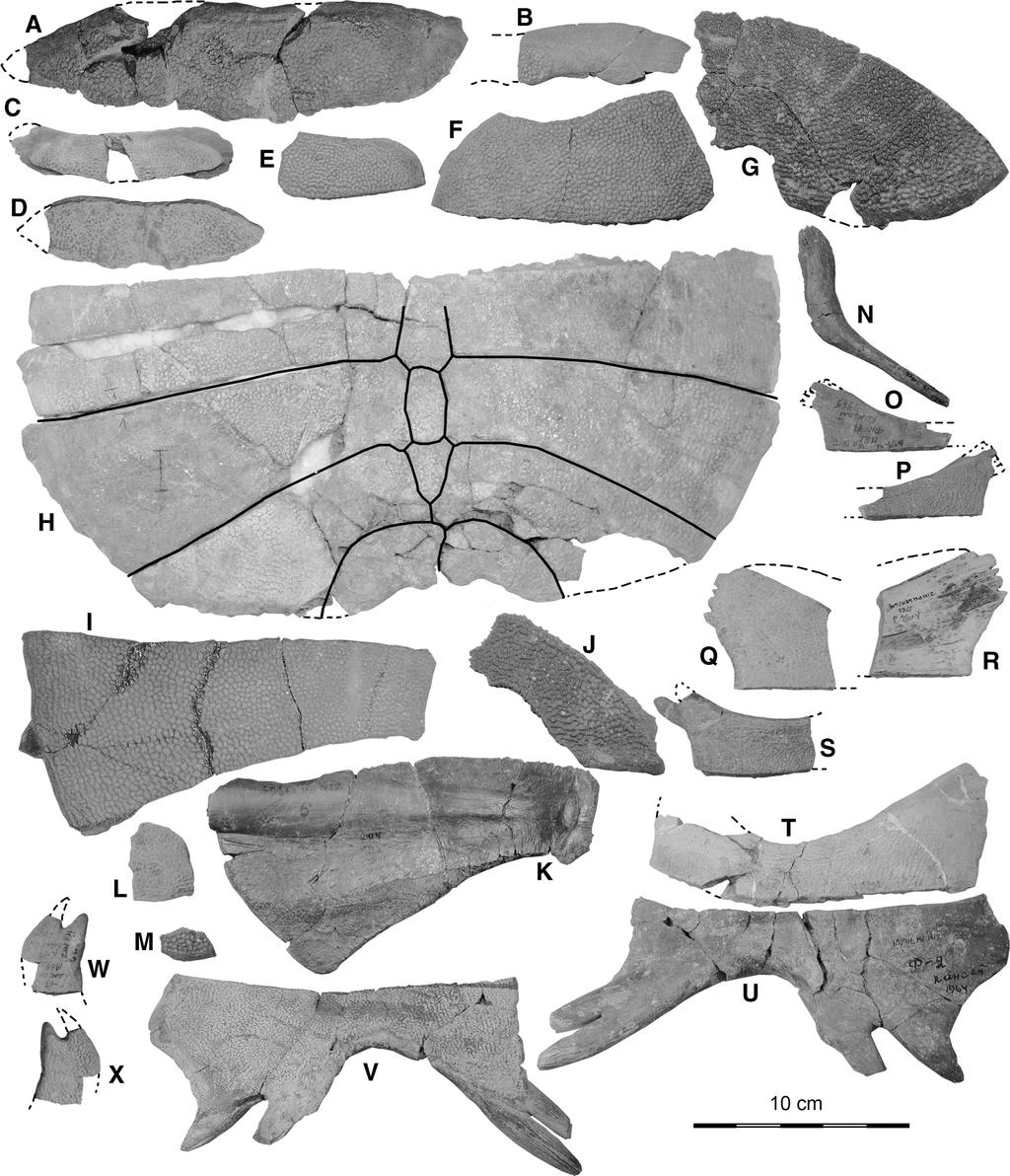 JOURNAL OF VERTEBRATE PALEONTOLOGY, VOL. 30, NO. 2, 2010 386 FIGURE 4. Aspideretoides riabinini specimens from Kansai.